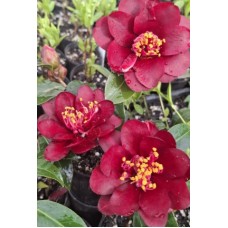 Camellia Night Rider 1 Plants Deep Red Flowering japonica x williamsii